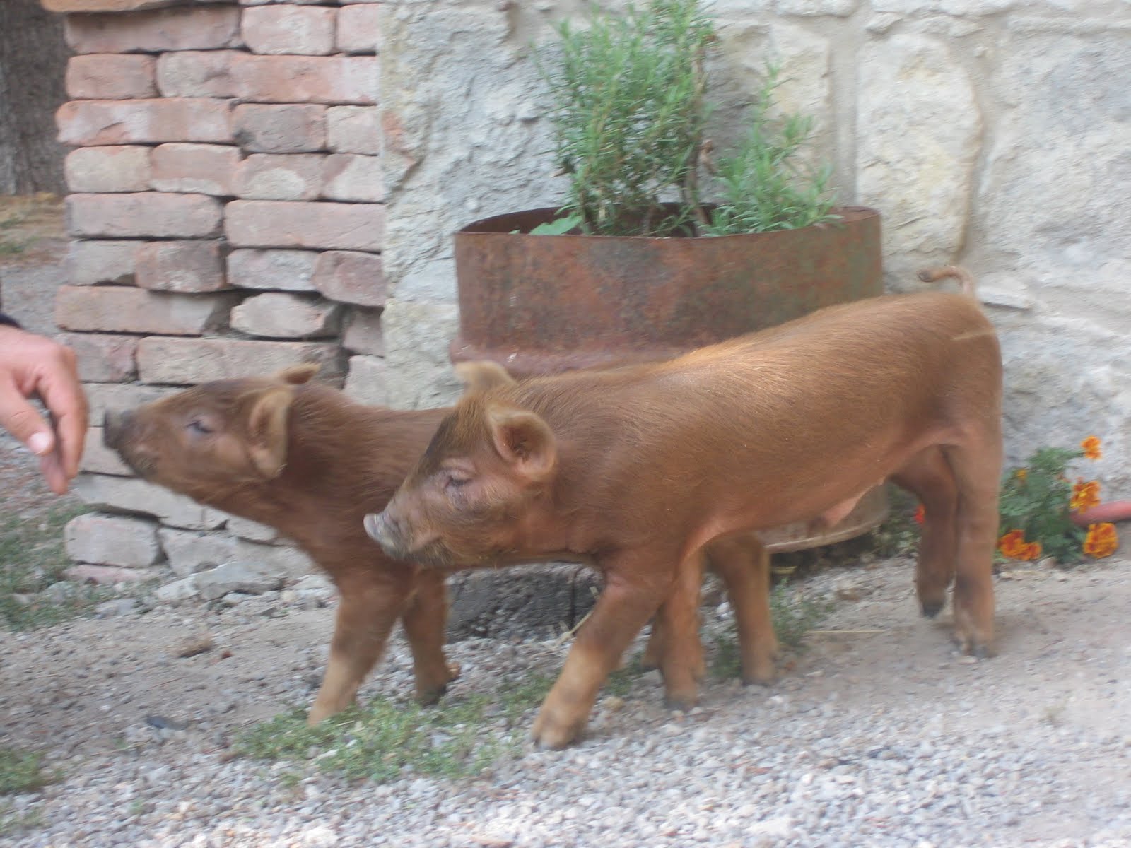 Kulinarische Touren Golosa Italia Das Schwein "Mora Romagnola"
