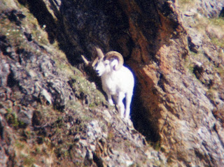 dall+sheep+2.jpg