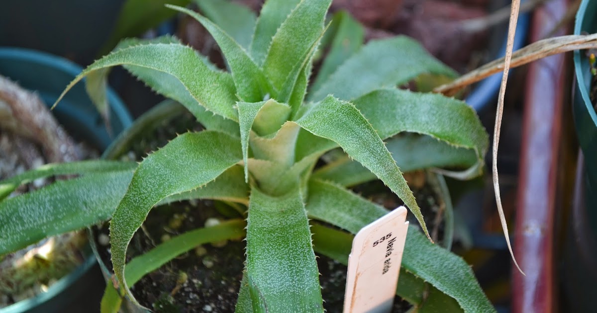 Succulent Bromeliads and others Tropiflora's 15th Spring Festival