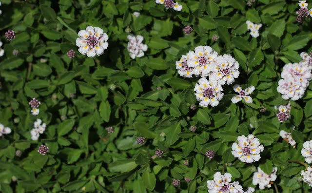 Phyla Canescens Flowers Pictures