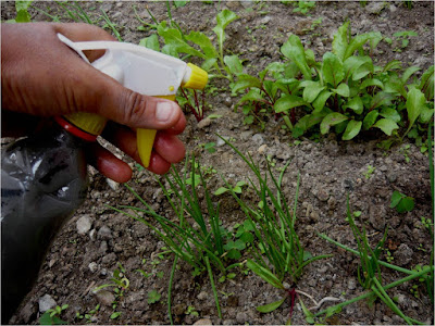 ALTERNATIVA ECOLÓGICA: FORMAS DE APLICACIÓN DE CENIZAS DE MADERA EN EL