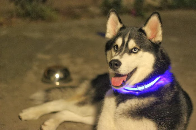 Collar Translates Cat Noises Into Human Speech Collar Translates Cat Noises Into Human Speech