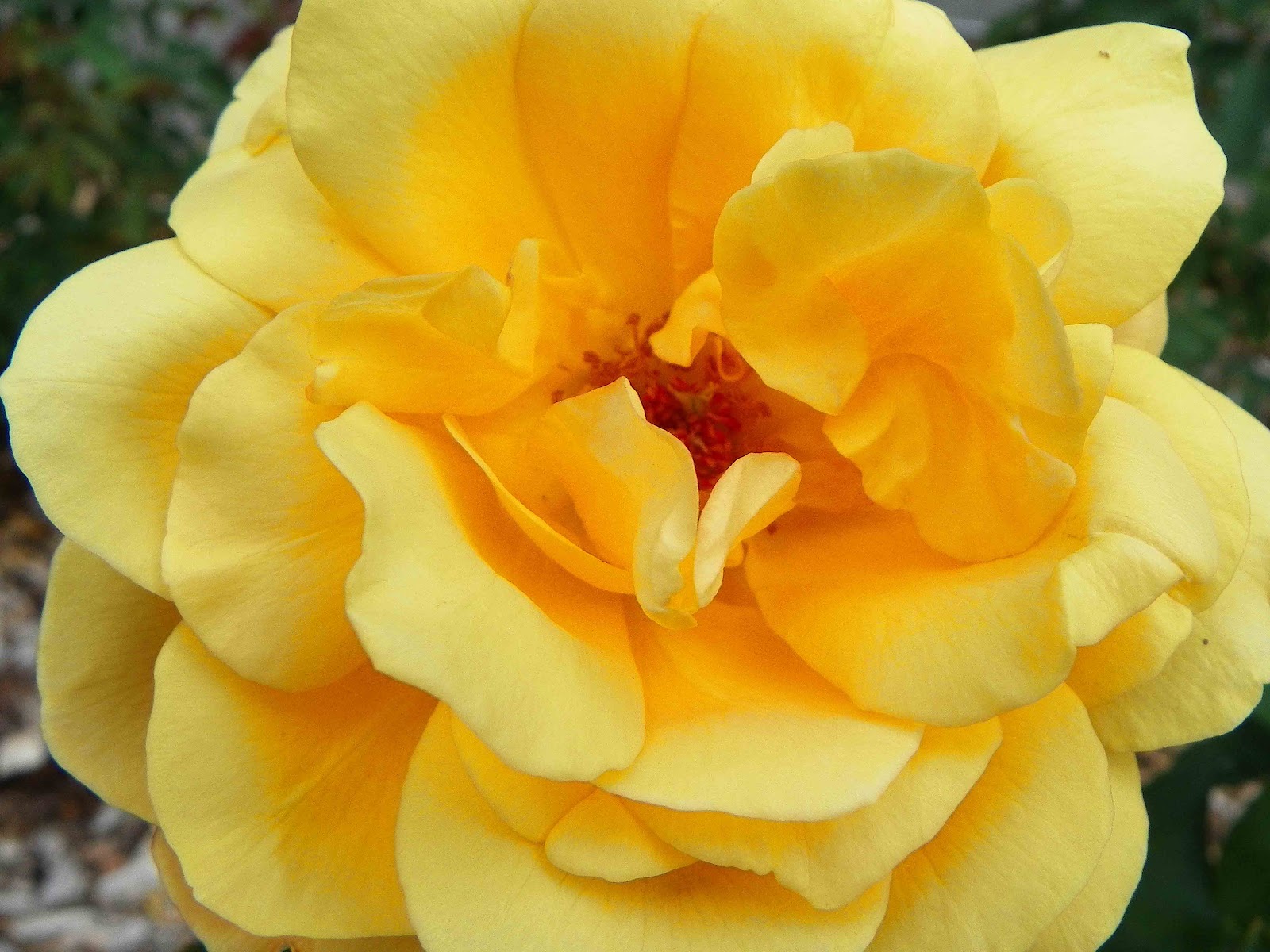 http://2.bp.blogspot.com/-rwGBM7RxBeM/UAiQeOHUBLI/AAAAAAAAAwE/w1TYsh8vH9s/s1600/Yellow+Rose.jpg