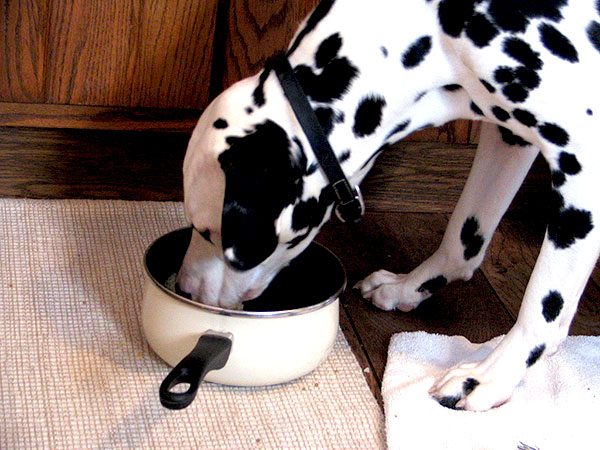 Perigos da ração industrializada para cachorros