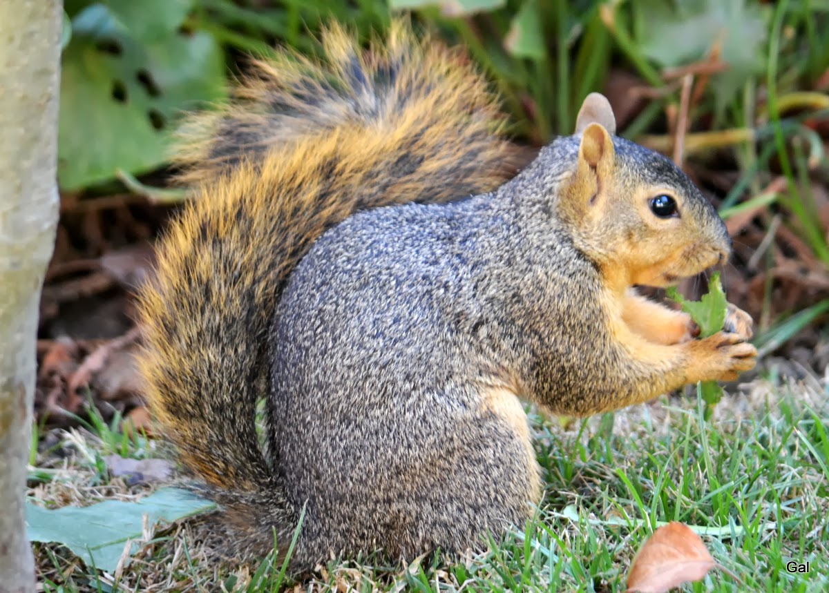 Green Thumb Fox squirrel