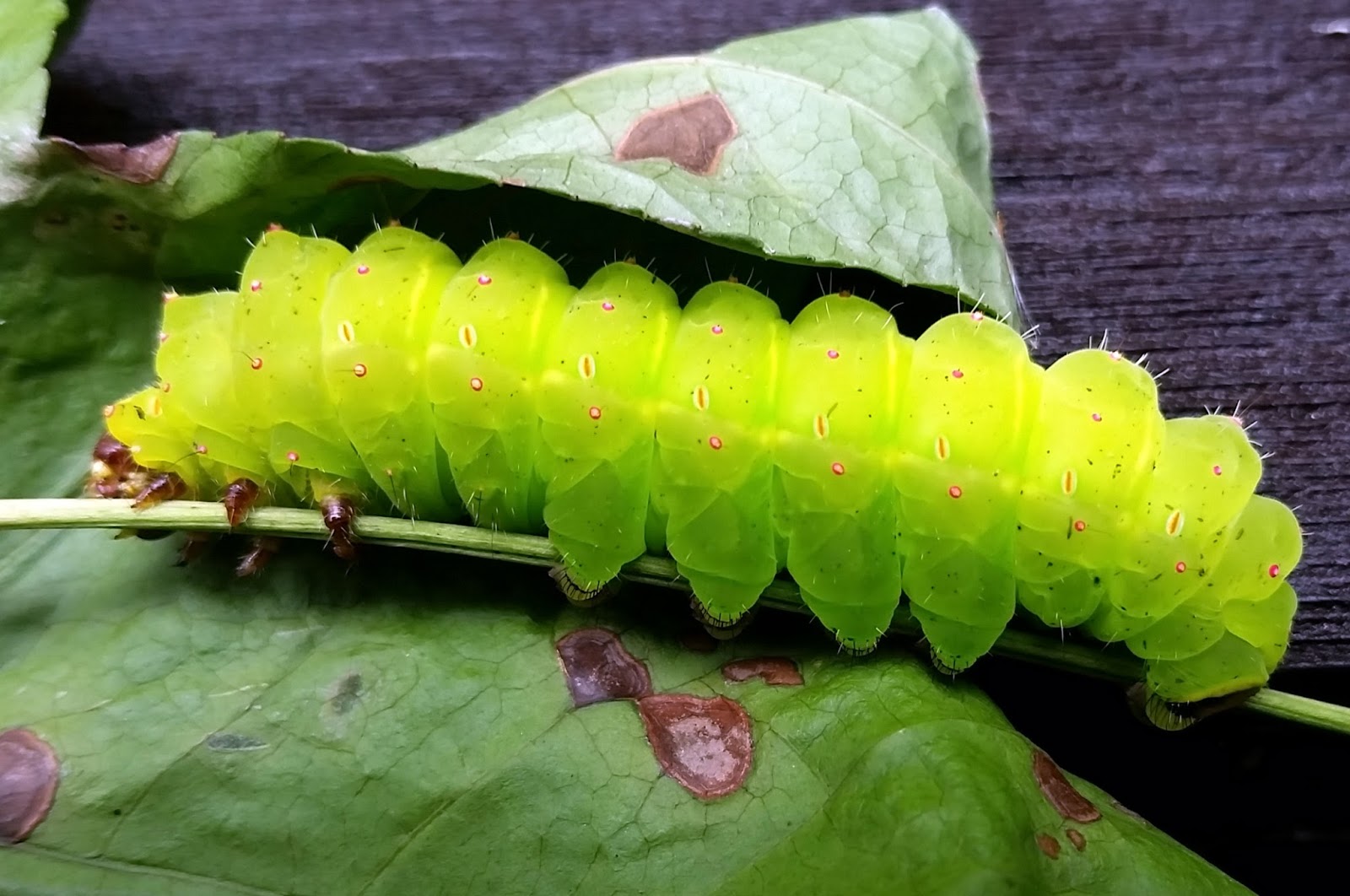 MOSI Outside Luna Moth Life Cycle