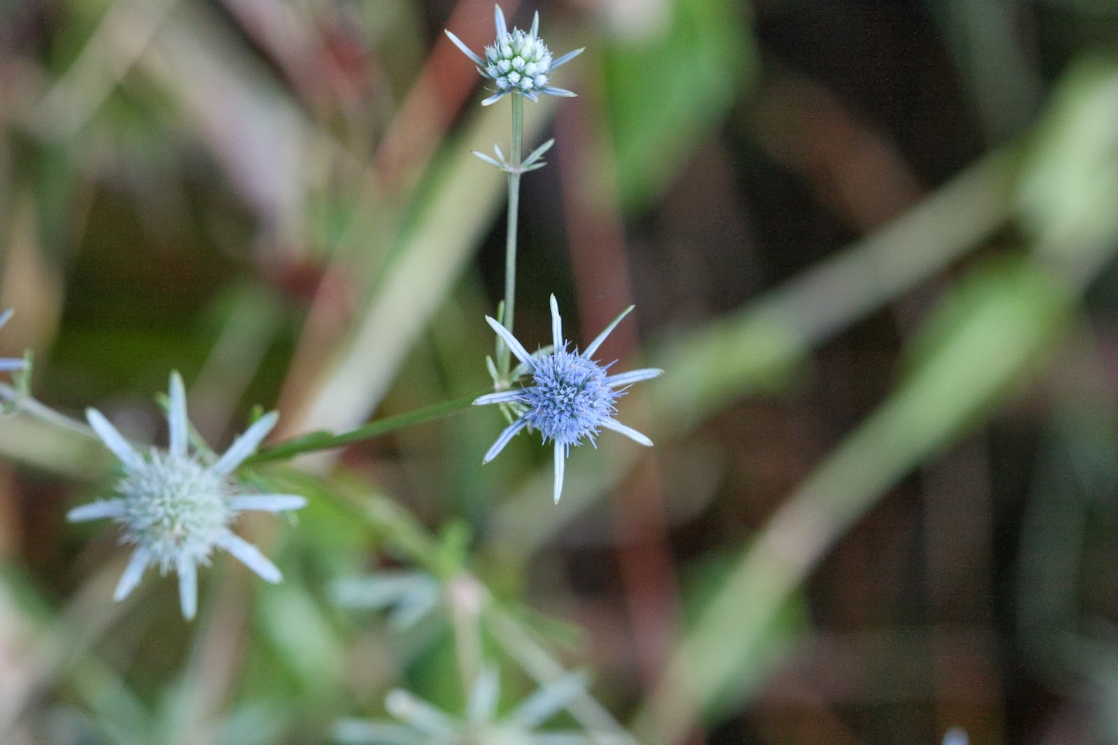 Native Florida Wildflowers Blueflower Eryngo Eryngium integrifolium