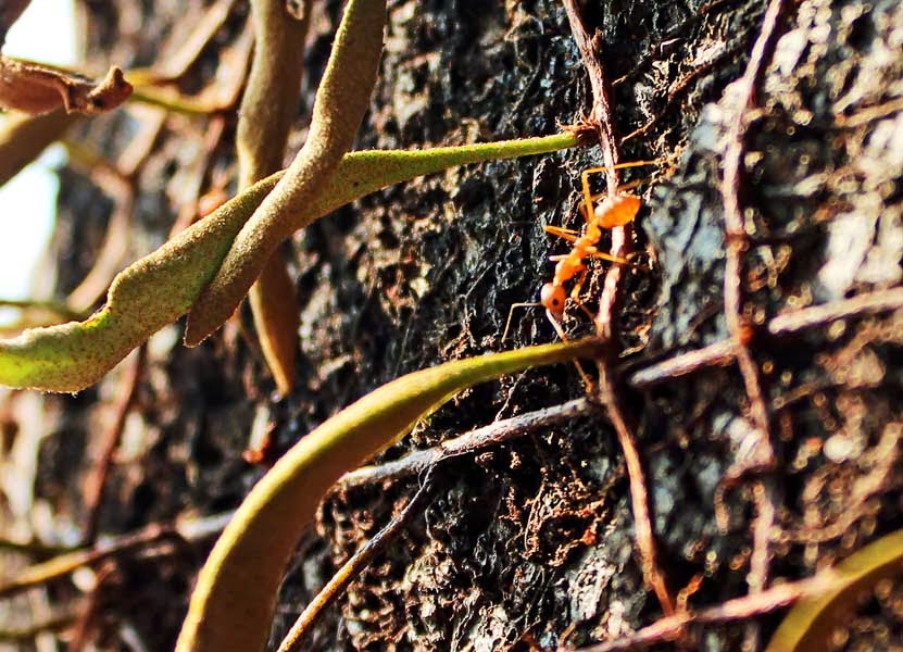 Stock Pictures Citronella Orange Ants
