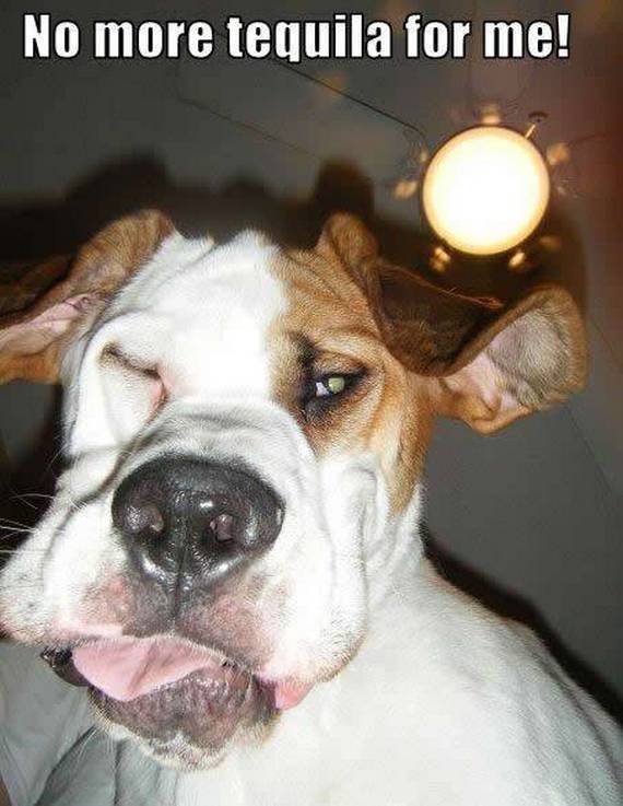 Cool Animals Pictures Funny Animal Demotivational Posters