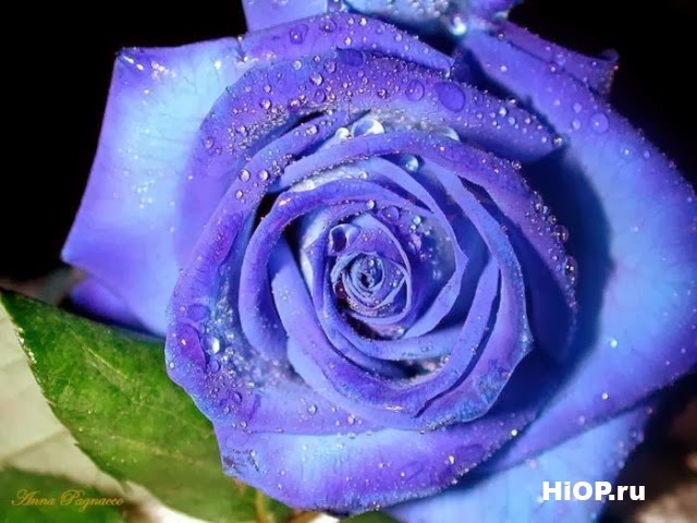 синяя роза