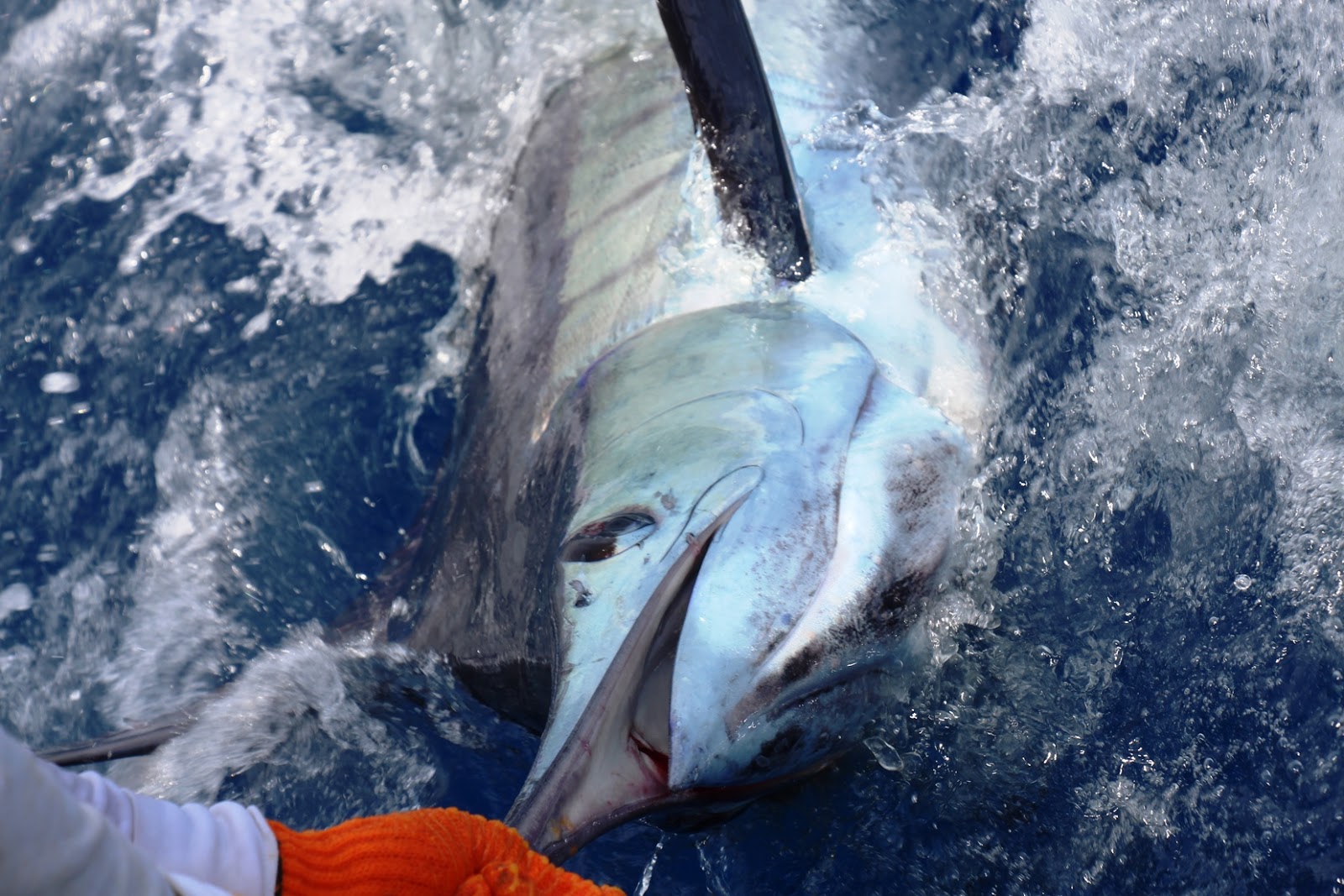 LEGEND LURES COSTA RICA TRIP REPORT Dave West (Sportfishing Club of GB)