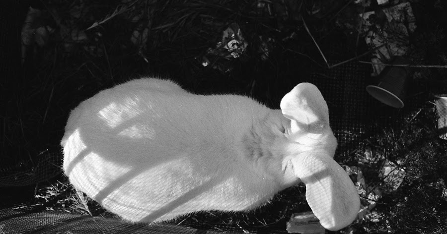 The Institute: Year of the Rabbit