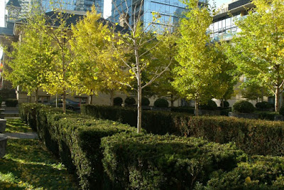 Yorkville Townhall Square with fall Ginkgo bilobas boxwood and yews by garden muses: a Toronto gardening blog