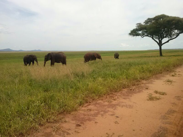 Silale Swamp Tarangire National Park Tanzania