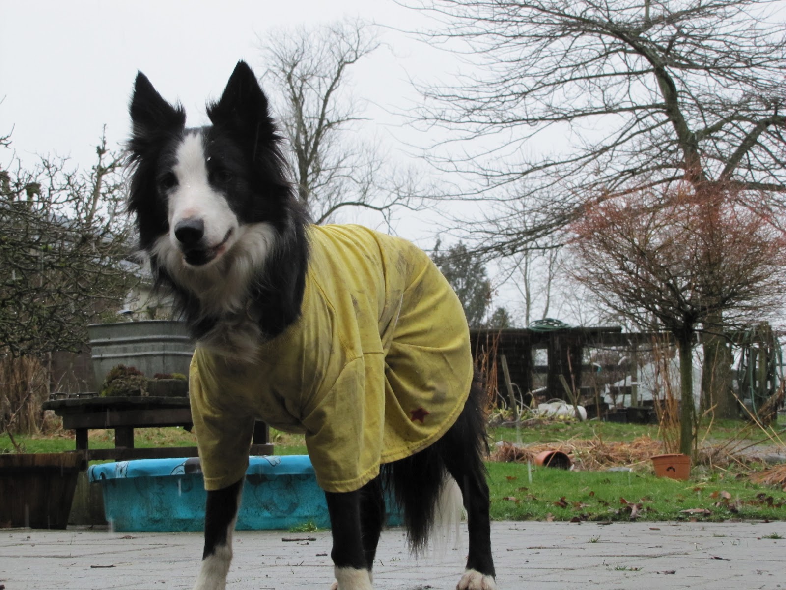 dog mud coat