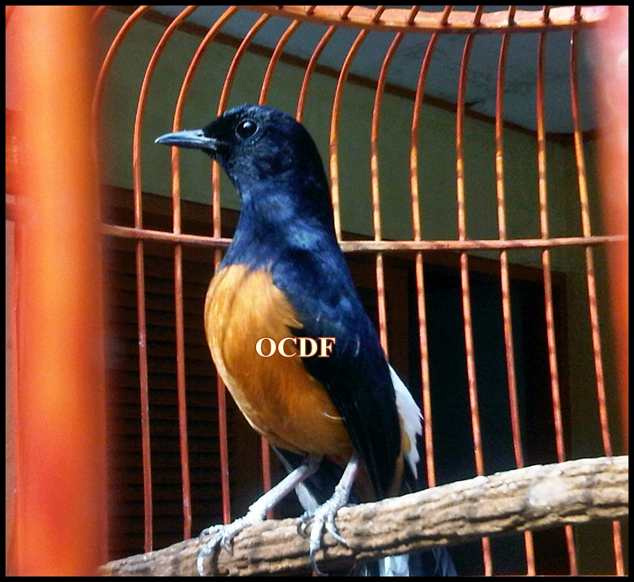 OCDF Ternak Murai Batu dan Lovebird Si Ronggeng