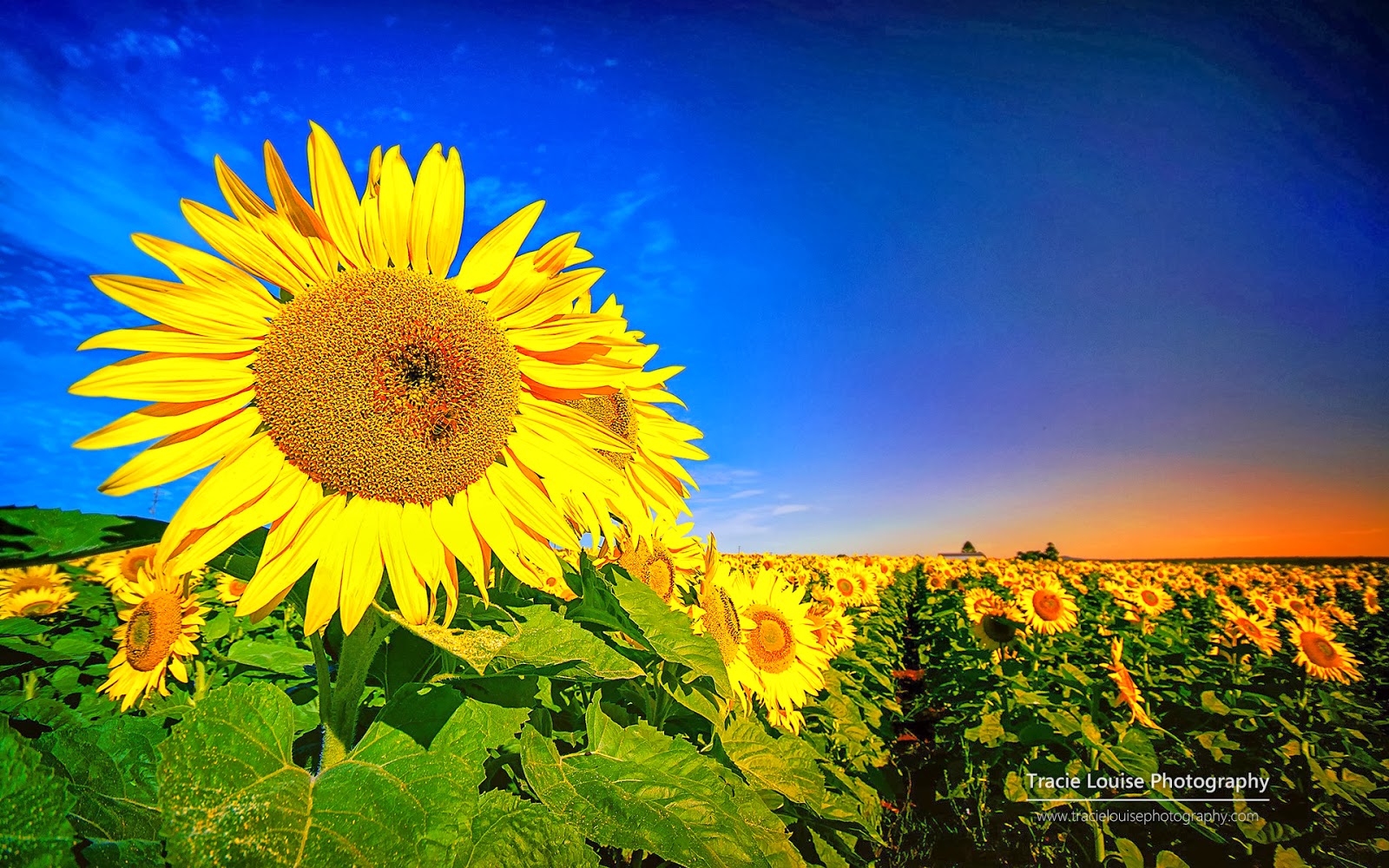 new-hd-flowers-wallpaper-and-desktop-background new-hd-flowers-wallpaper-and-desktop-background