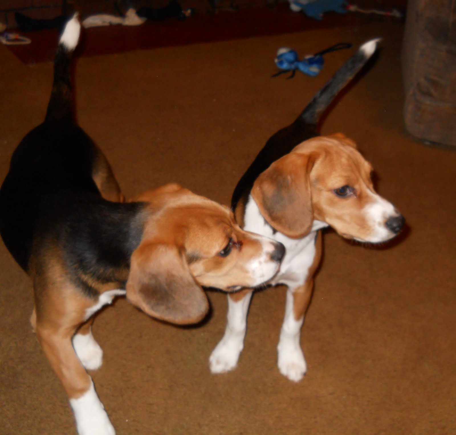 Broken Pawn When Good Beagles Go Bad