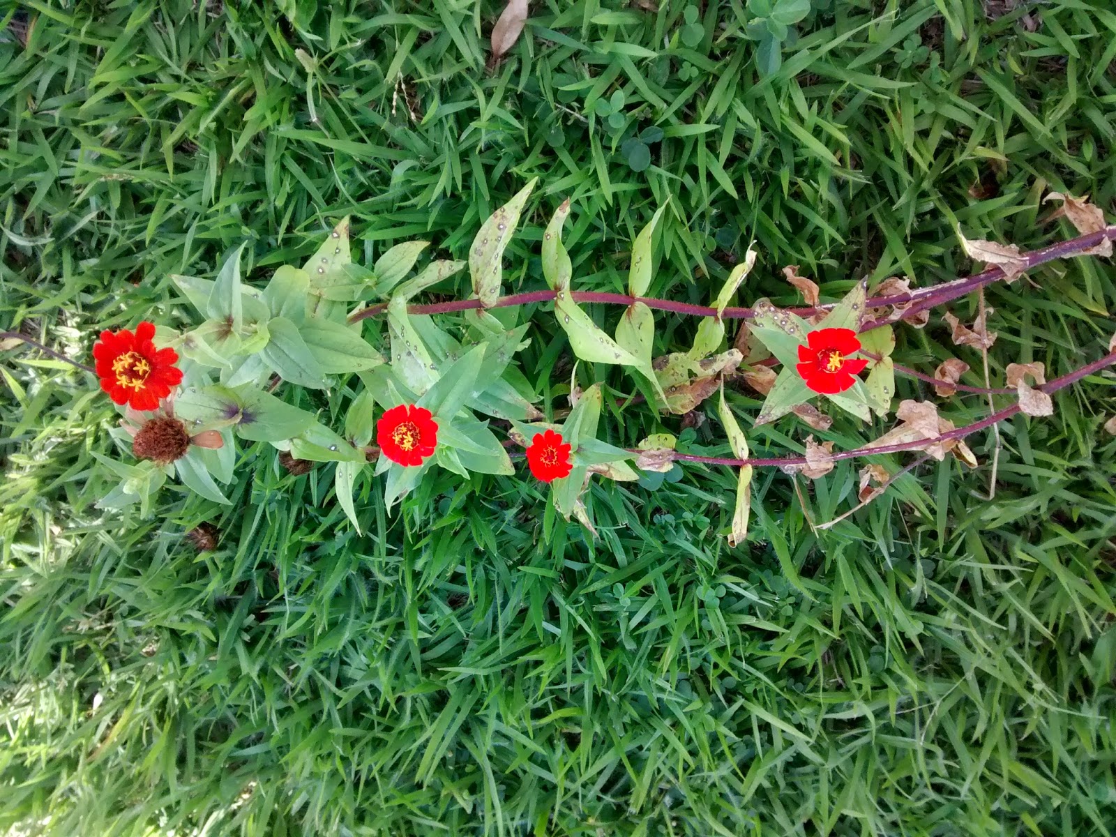 Foto particular - KRI - Foto tirada em Abadiânia Foto tirada em Abadiânia