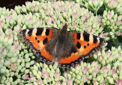 Small Tortoiseshell