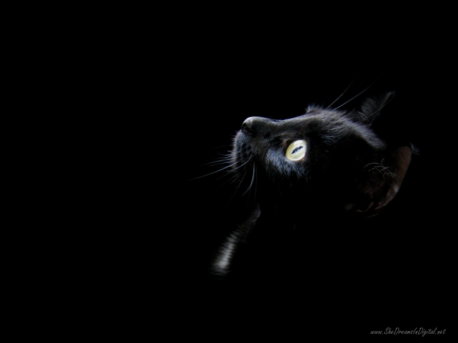 http://2.bp.blogspot.com/-rxmNdE2xm4g/T-bFUX7eCeI/AAAAAAAAGUM/UdAQCEQoAQs/s1600/Cat-wallpaper-4.jpg