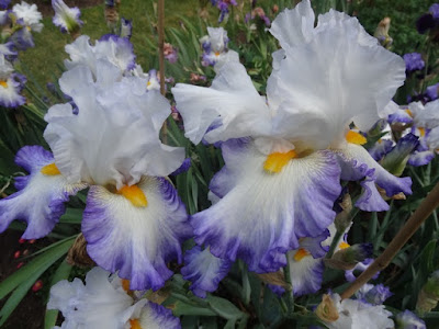 Buddleia Plants Stock Photos Buddleia Plants Stock Images Alamy