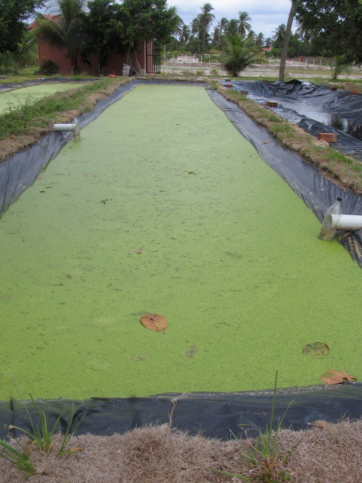 Tilapia farming How to build duckweed ponds