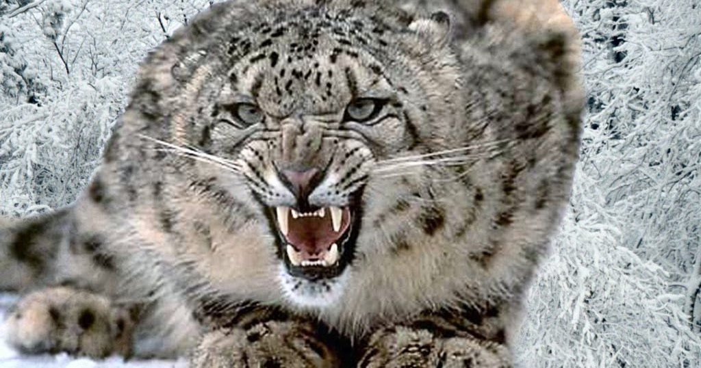 White Leopard Wallpapers - Wallpapers