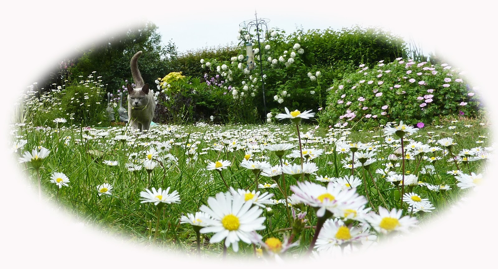 Through My Eyes Daisy Lawn