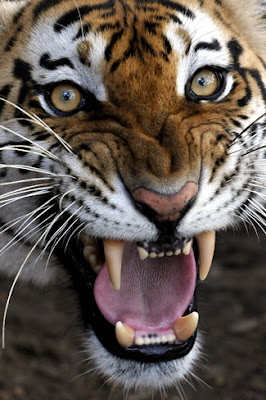 tiger1.jpg