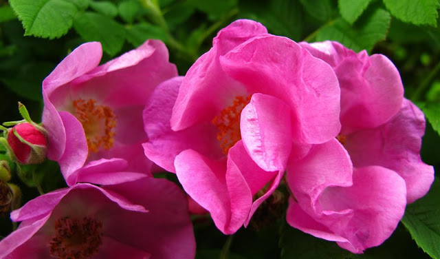 wild rose image, pink, nature, macro, © 2013 Annie Japaud Photography, wild roses 