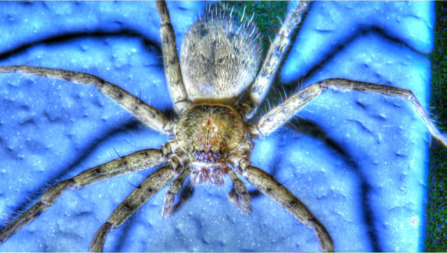 Giant Huntsman Spider in Florida
