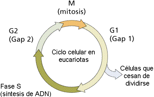 Que es el ciclo celular