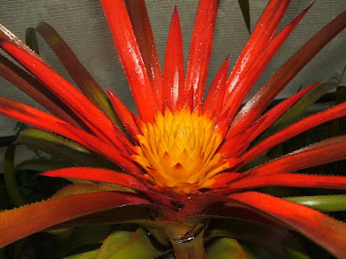 aechmea  biflora