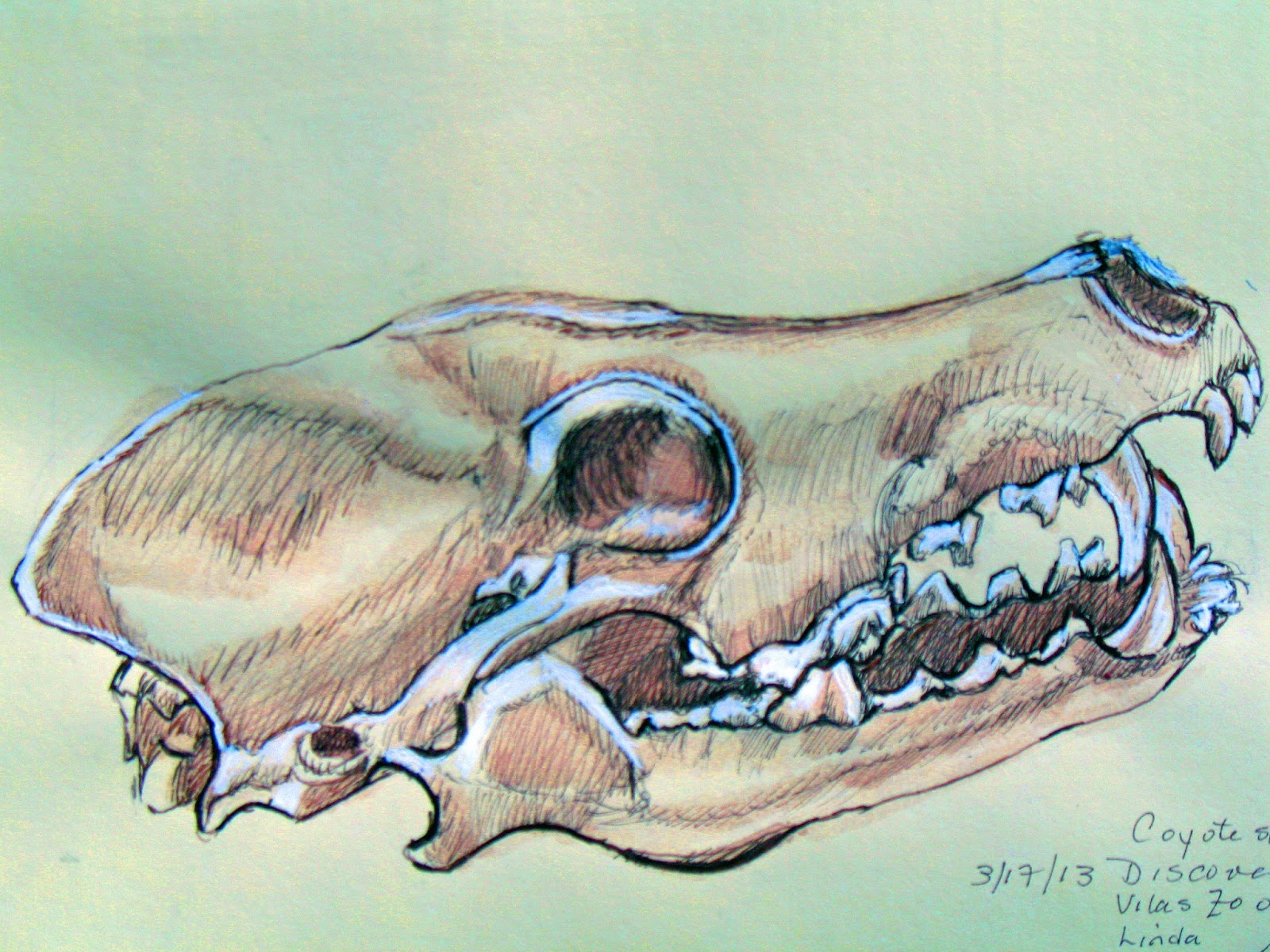 coyote skull sketch coyote skull sketch