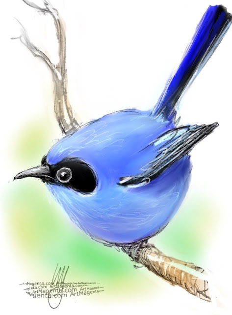 Masked gnatcatcher sketch painting. Bird art drawing by illustrator Artmagenta