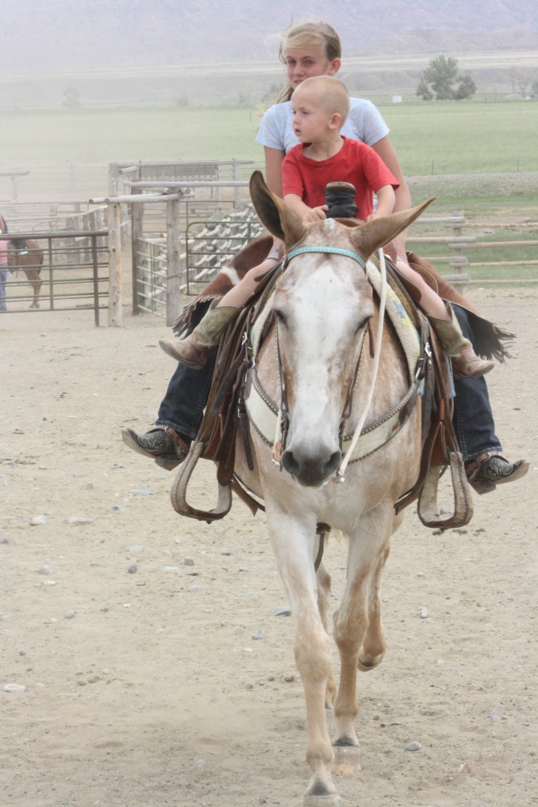 jack clark mule sale