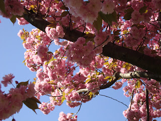 brooklyn botanical gardens