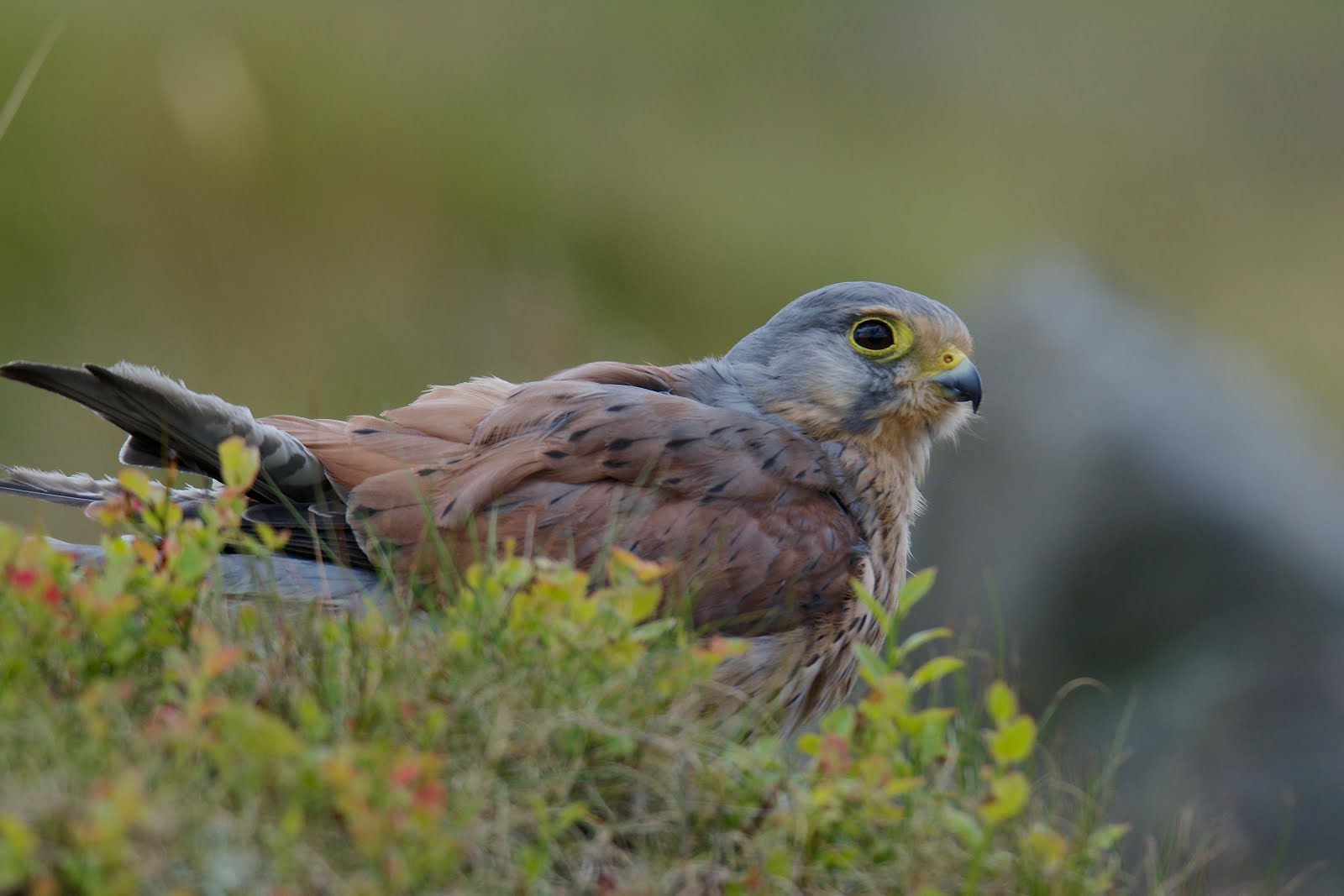 Kestrel