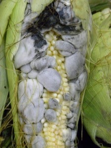 Corn smut | All about plant