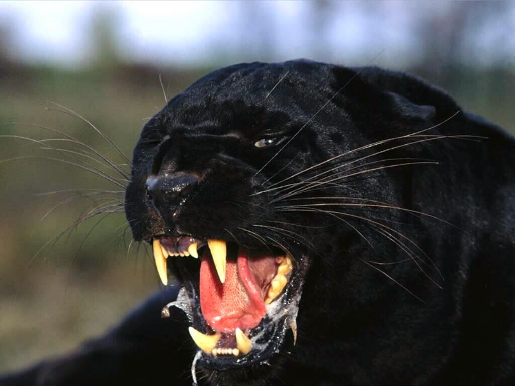 Desktop HD Wallpapers Free Downloads Angry Black panther Desktop HD Wallpapers Free Downloads Angry Black panther