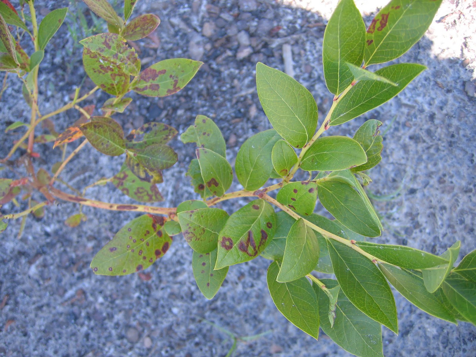 The NC Blueberry Journal July 2011