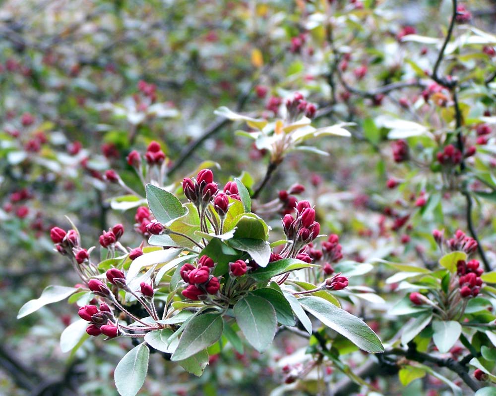 free download grils imags Crab apple buds at Old City Hall