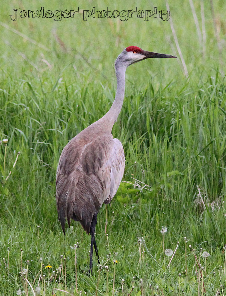 Northern Illinois Birder Sandhill Cranes, Black River State Forest, WI