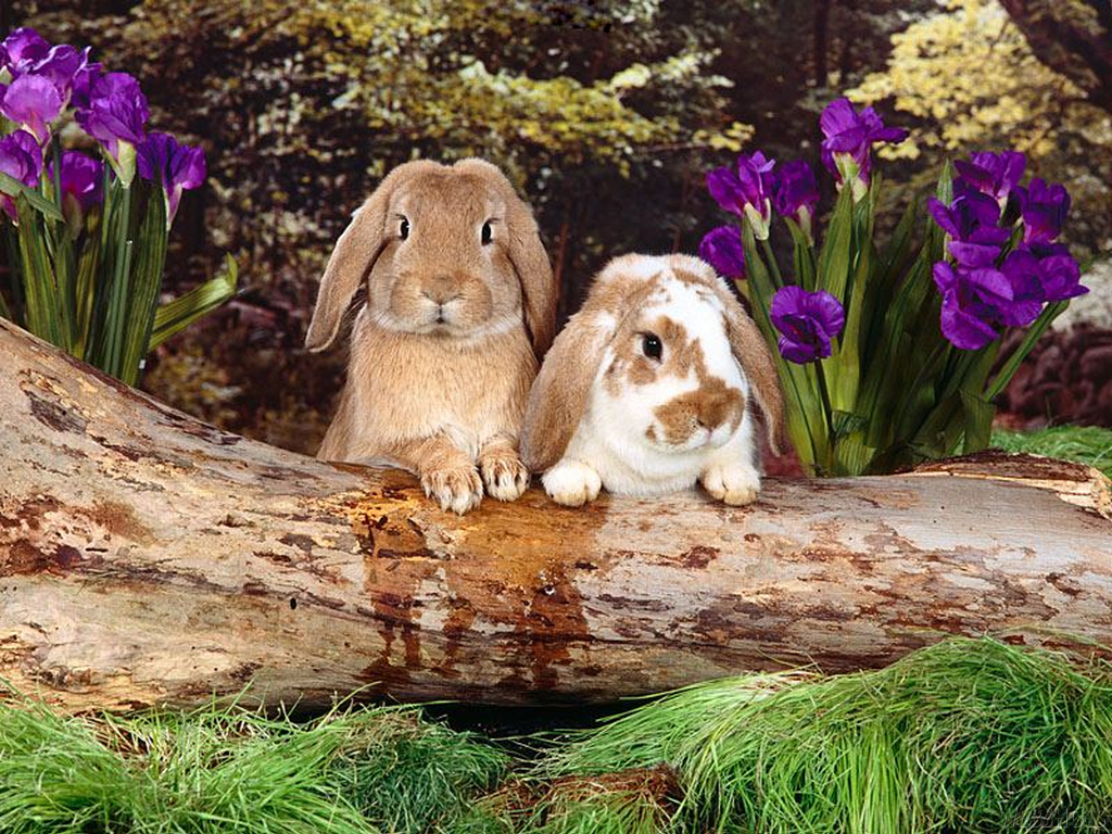 http://2.bp.blogspot.com/-s0HQt_uBTAo/Ta-FrIt268I/AAAAAAAABh0/--4XMWHnTRI/s1600/coelho-papel-parede-familia.jpg