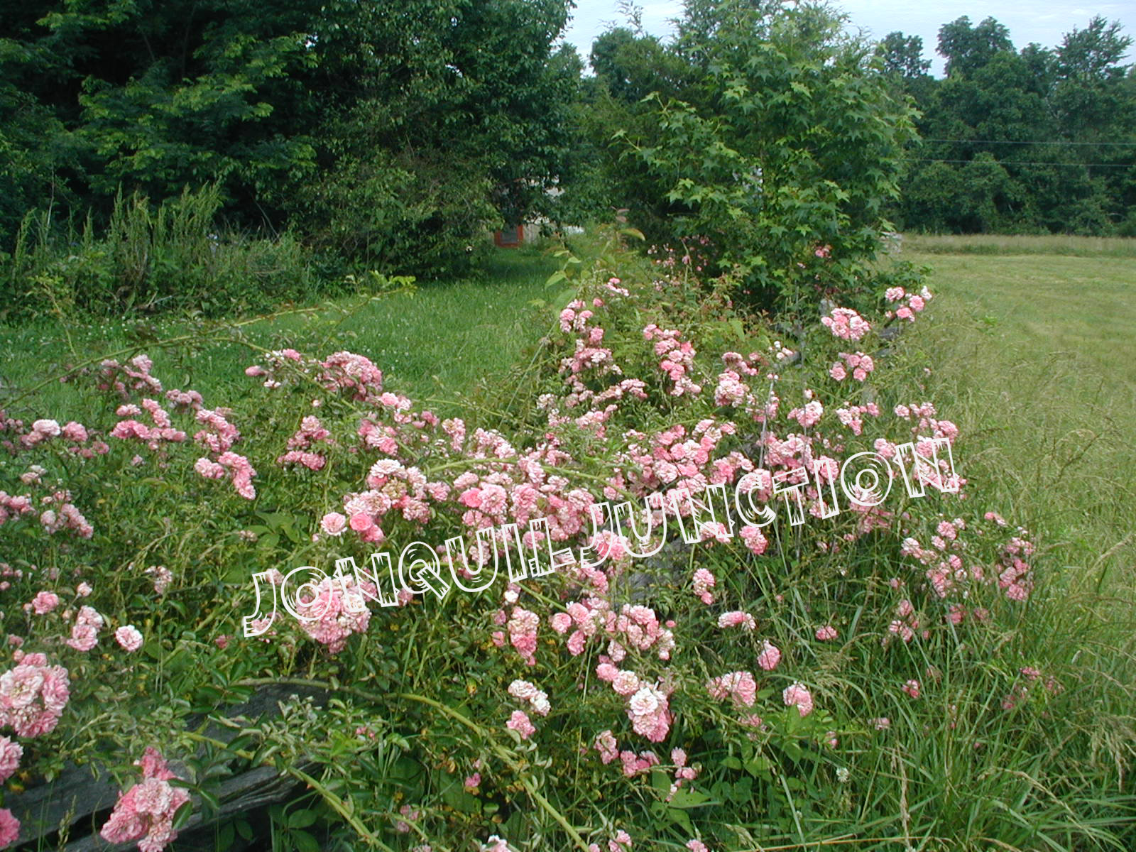 Welcome to Jonquiljunction: Seven sisters roses&hellip;.cloudy 74*