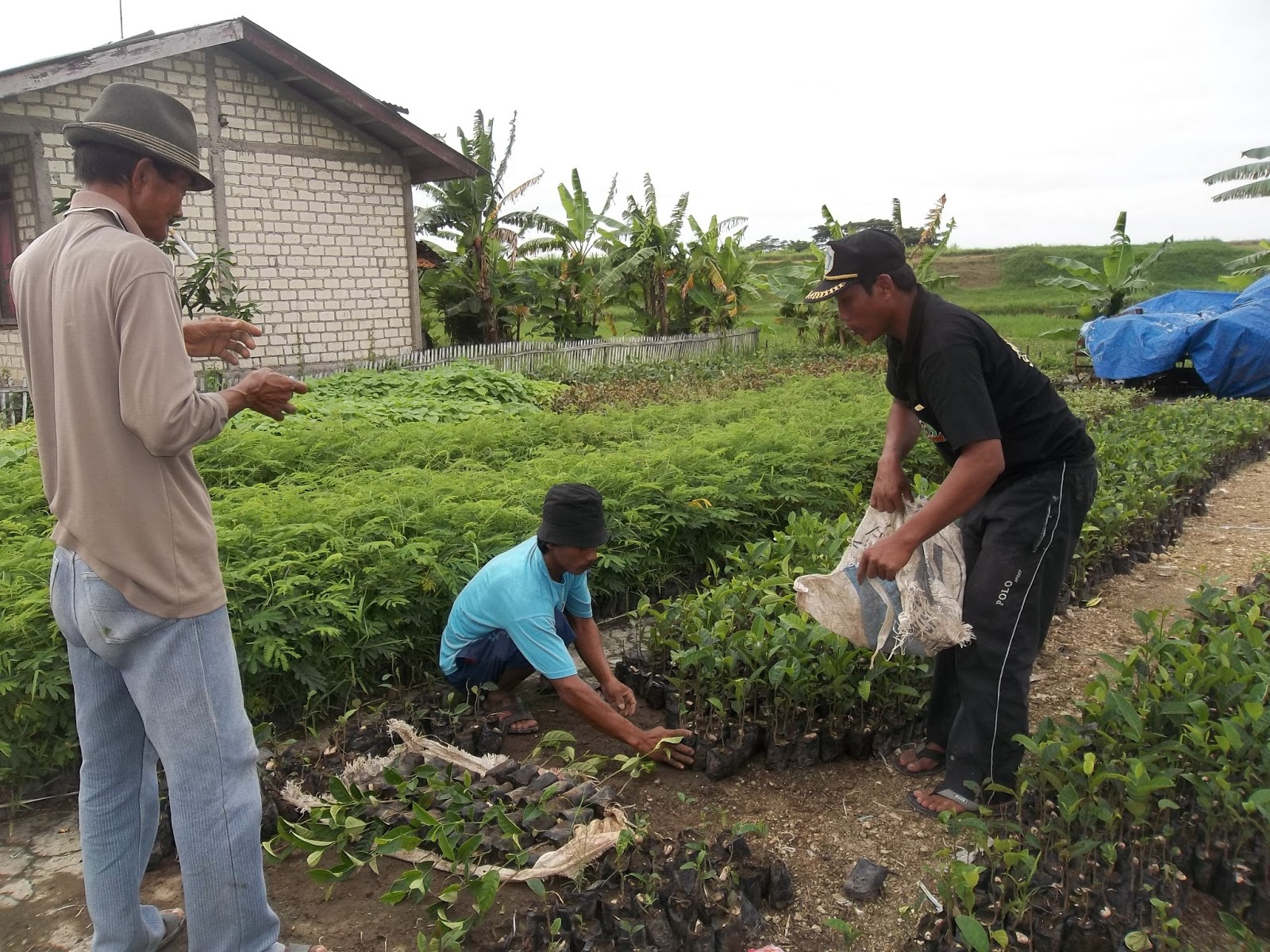 DESA LATUKAN PENGHIJAUAN MENYAMBUT HARI LINGKUNGAN HIDUP