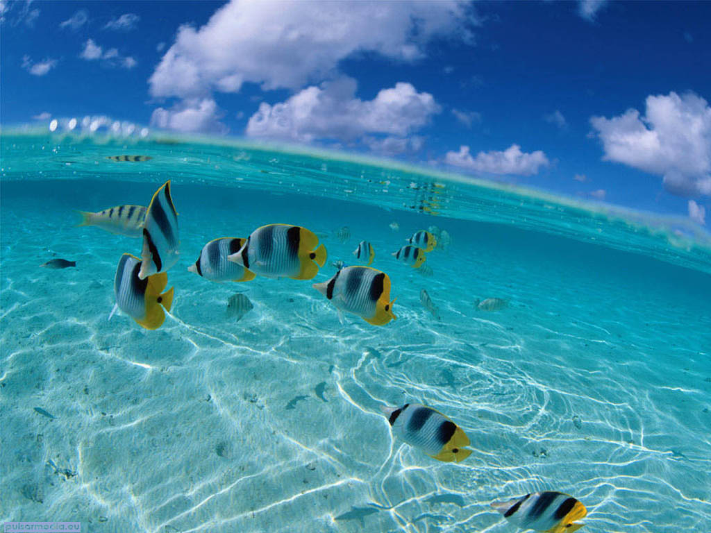 http://2.bp.blogspot.com/-s14rRIa7_Io/UZEg9lgcHGI/AAAAAAAAIfY/F4Jwqhh1X8A/s1600/Ocean%2BWallpaper-753019.jpg