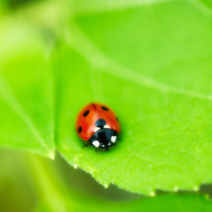 coccinellidae coccinella coccinellidae coccinella