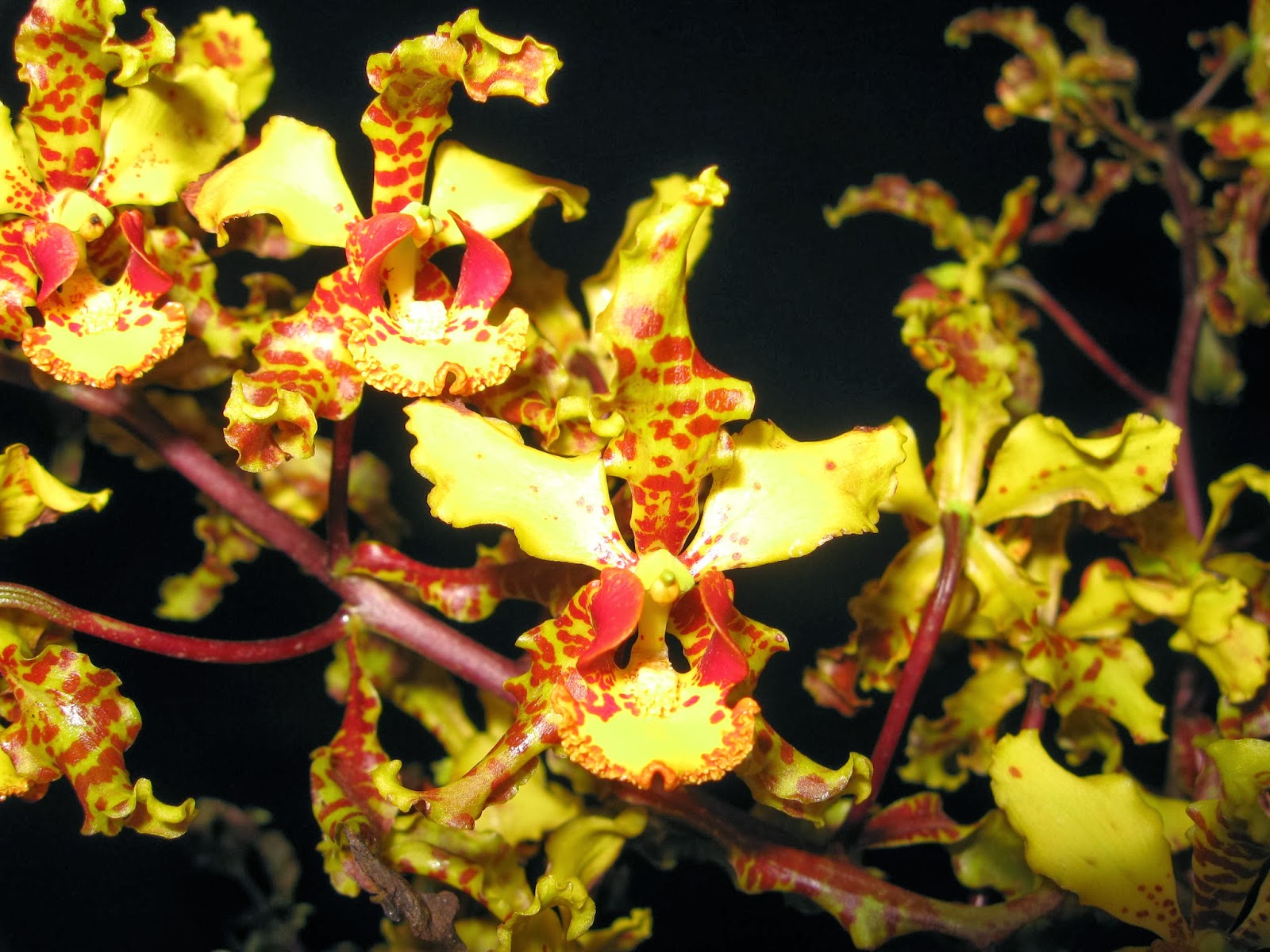 Caçador de Orquídeas Genero Catacetum